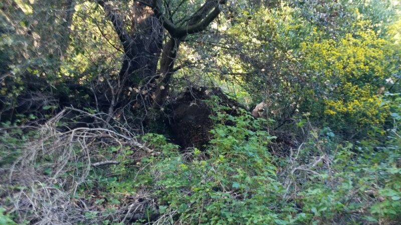 Leona Canyon Trail Head - Oakland, CA