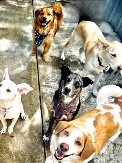 The Pack, Fruitvale - Oakland, CA