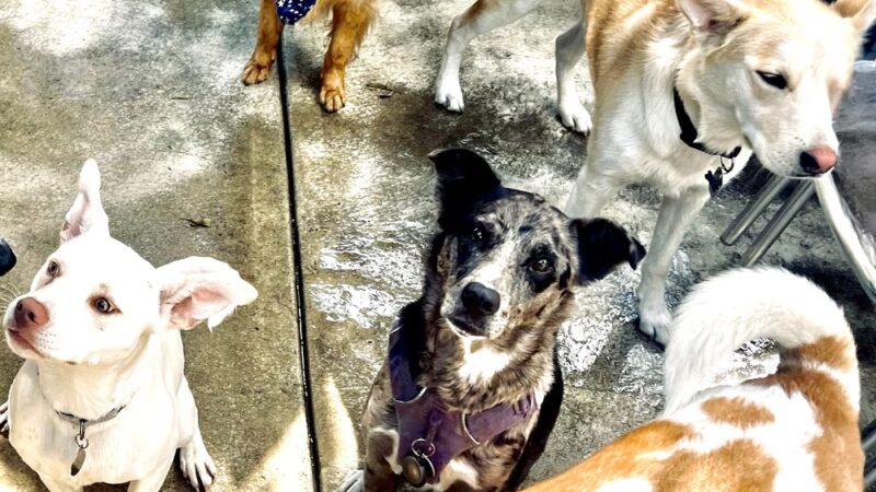 The Pack, Fruitvale - Oakland, CA