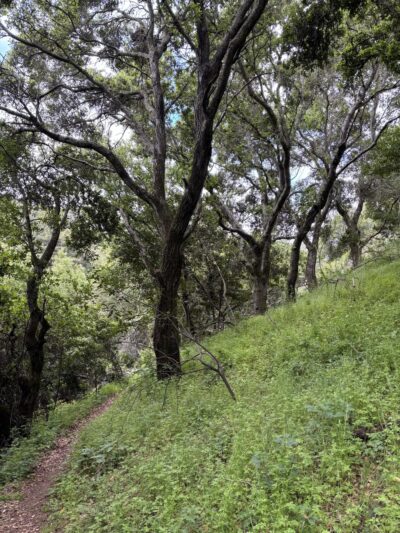 York Trail - Oakland, CA
