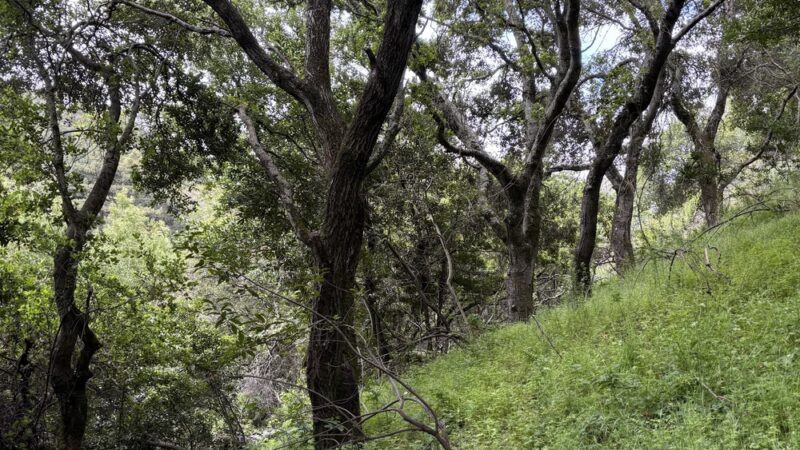 York Trail - Oakland, CA