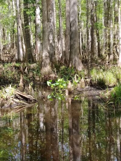 Marshall Greenway - Ocala, FL
