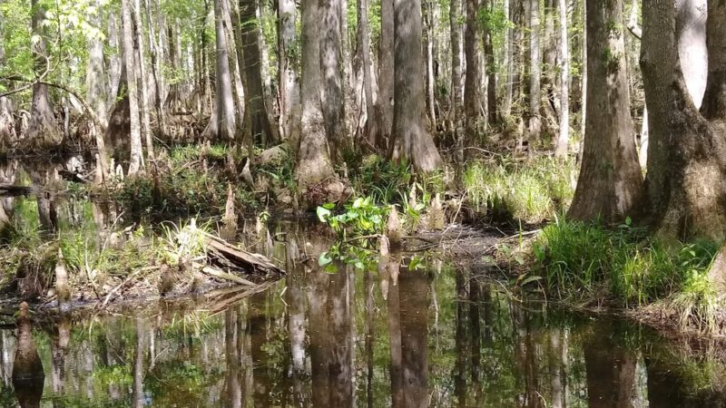 Marshall Greenway - Ocala, FL