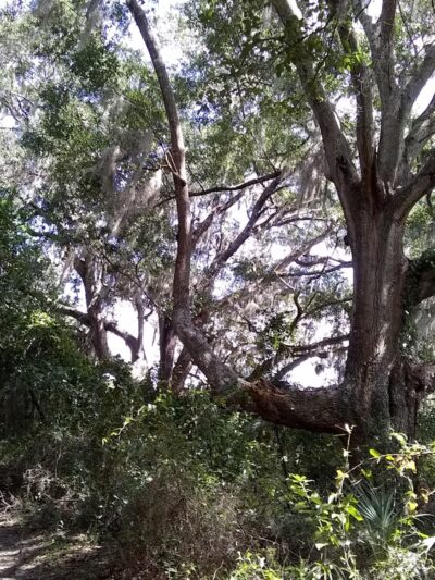 Marshall Greenway - Ocala, FL