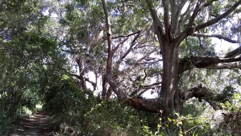 Marshall Greenway - Ocala, FL