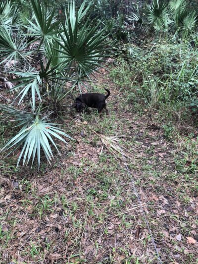 Marshall Greenway - Ocala, FL