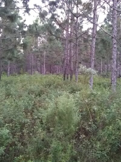 Marshall Greenway - Ocala, FL