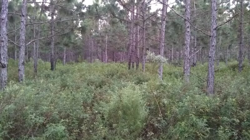 Marshall Greenway - Ocala, FL