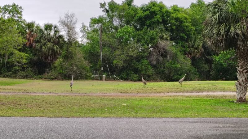 Silver Springs Shores Park - Ocala, FL