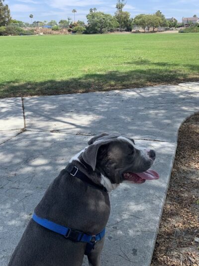 Palisades Park - Oceanside, CA