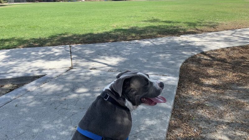 Palisades Park - Oceanside, CA