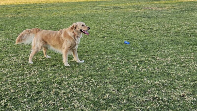 Palisades Park - Oceanside, CA