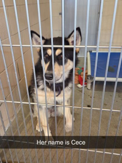 San Diego Humane Society's Oceanside Campus (Dogs) - Oceanside, CA