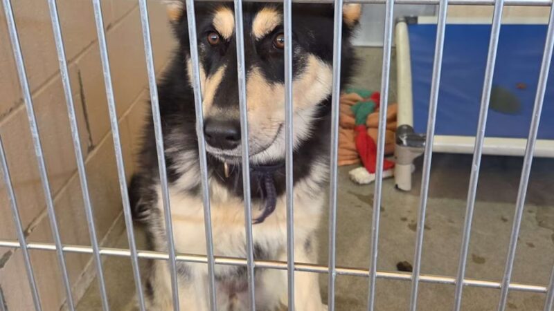 San Diego Humane Society's Oceanside Campus (Dogs) - Oceanside, CA