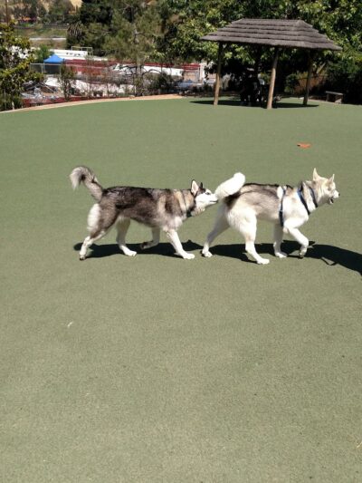 San Diego Humane Society's Oceanside Campus (Dogs) - Oceanside, CA