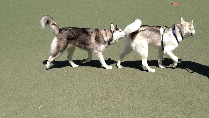 San Diego Humane Society's Oceanside Campus (Dogs) - Oceanside, CA