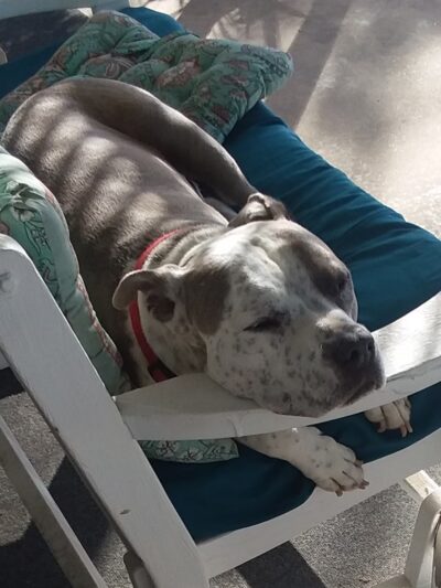San Diego Humane Society's Oceanside Campus (Dogs) - Oceanside, CA
