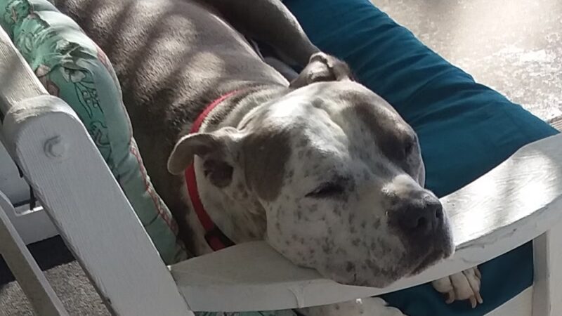 San Diego Humane Society's Oceanside Campus (Dogs) - Oceanside, CA