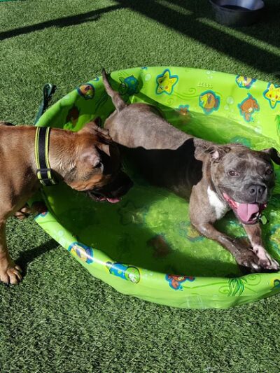 San Diego Humane Society's Oceanside Campus (Dogs) - Oceanside, CA