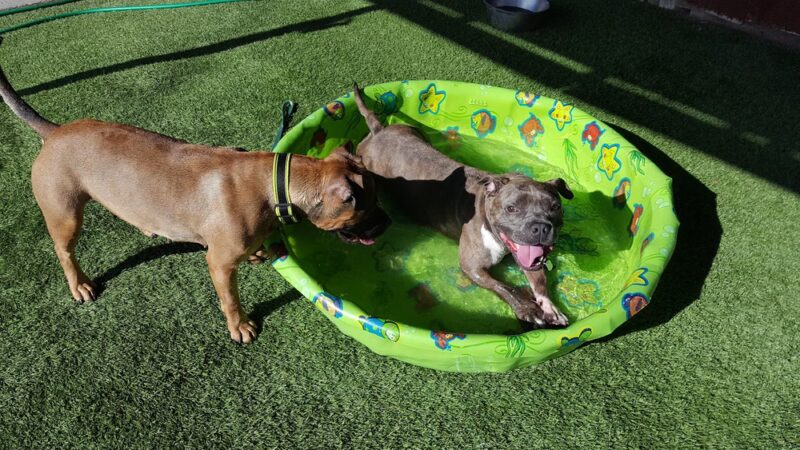 San Diego Humane Society's Oceanside Campus (Dogs) - Oceanside, CA