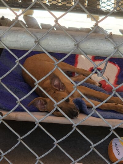 San Diego Humane Society's Oceanside Campus (Dogs) - Oceanside, CA