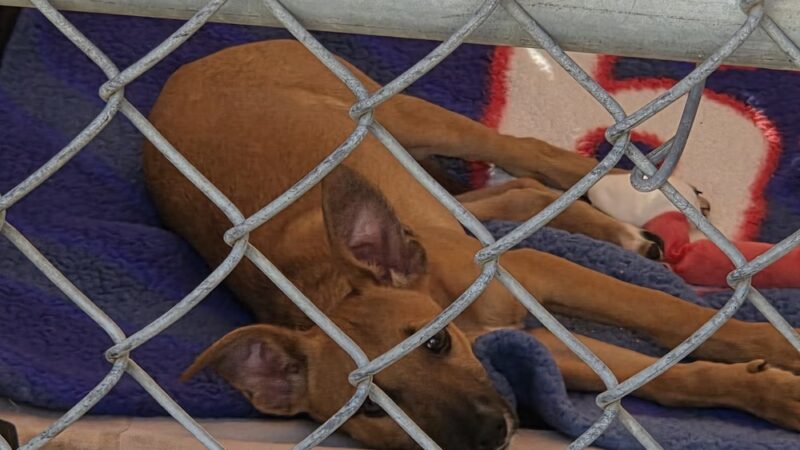 San Diego Humane Society's Oceanside Campus (Dogs) - Oceanside, CA