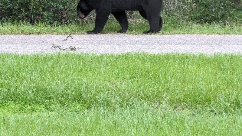 Ocklawaha Community Park - Ocklawaha, FL