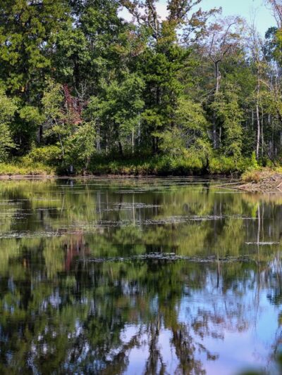 Patuxent Ponds Park - Odenton, MD