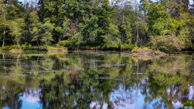 Patuxent Ponds Park - Odenton, MD