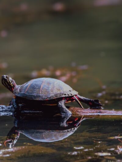 Patuxent Ponds Park - Odenton, MD