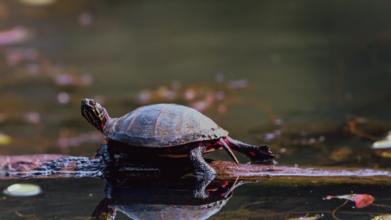 Patuxent Ponds Park - Odenton, MD