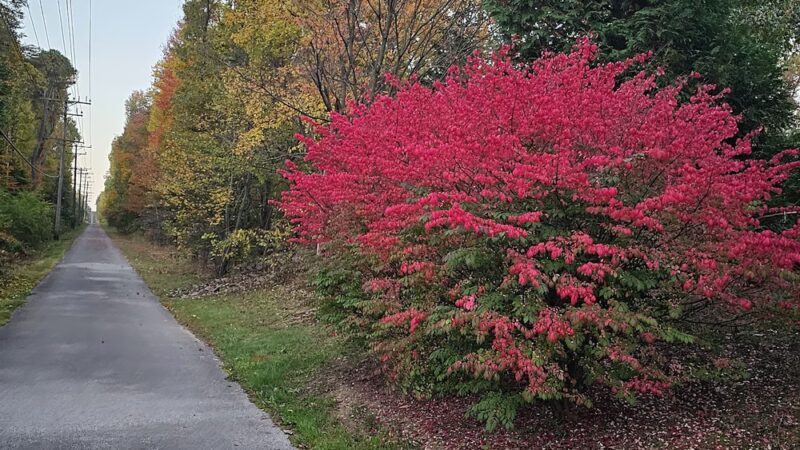 WB&A Trail Odenton - Odenton, MD