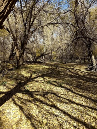 Comanche Trail East - Odessa, TX