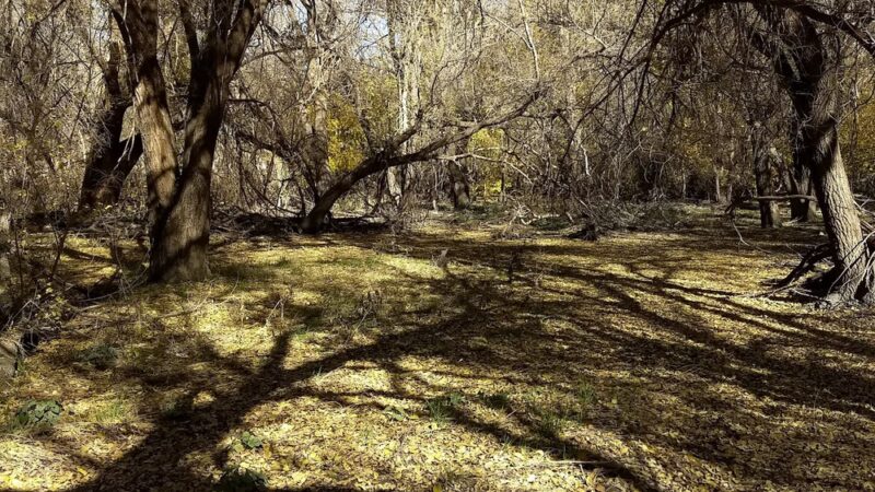 Comanche Trail East - Odessa, TX