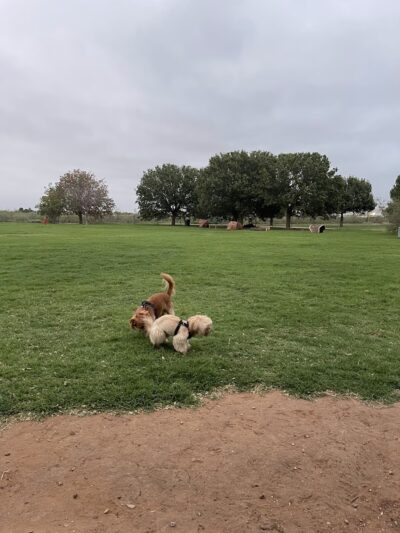 Dog park - Odessa, TX