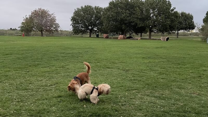 Dog park - Odessa, TX