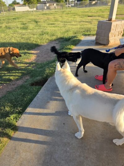 Dog park - Odessa, TX