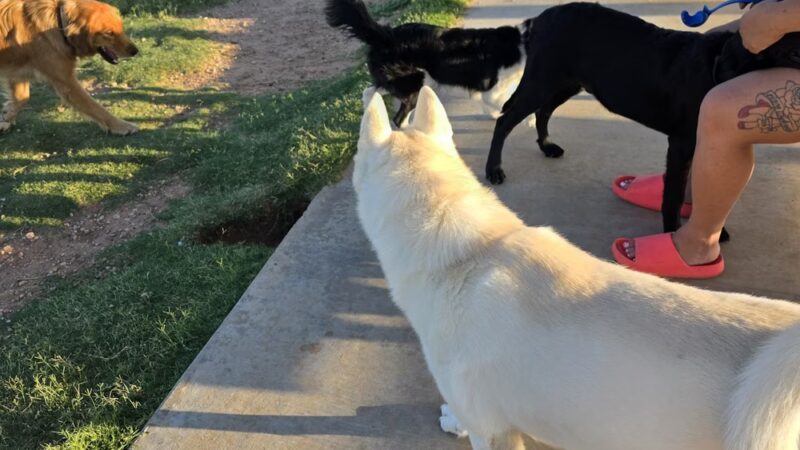 Dog park - Odessa, TX