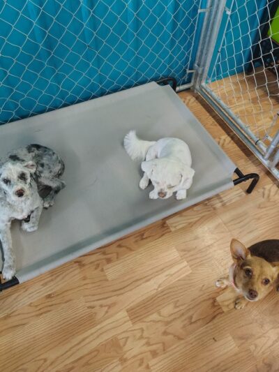 Park & Bark - Ogema, WI