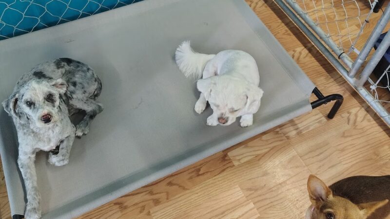 Park & Bark - Ogema, WI