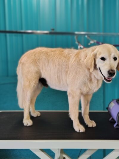 Park & Bark - Ogema, WI