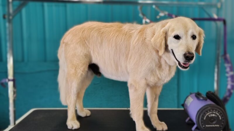 Park & Bark - Ogema, WI