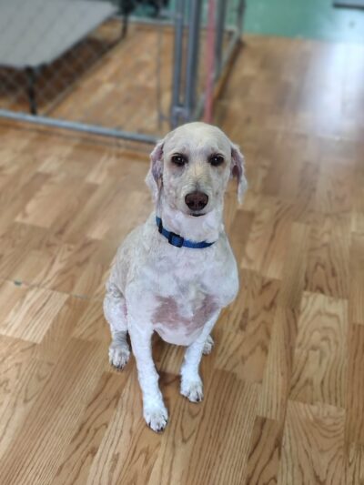 Park & Bark - Ogema, WI