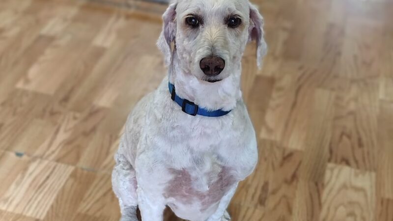 Park & Bark - Ogema, WI