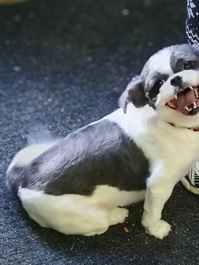 Park & Bark - Ogema, WI