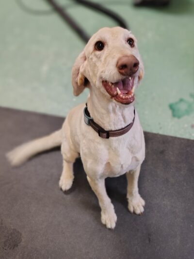 Park & Bark - Ogema, WI