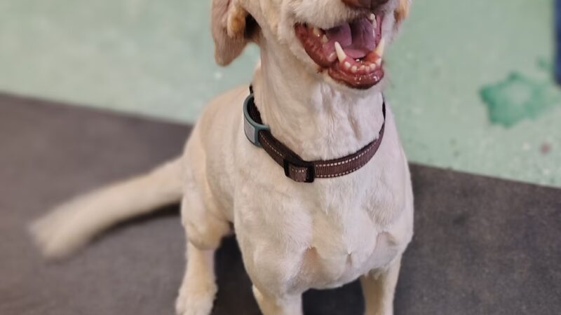 Park & Bark - Ogema, WI