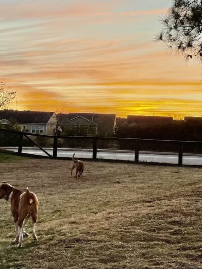 North Dog Park - Okatie, SC