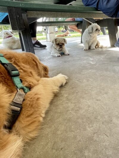 North Dog Park - Okatie, SC