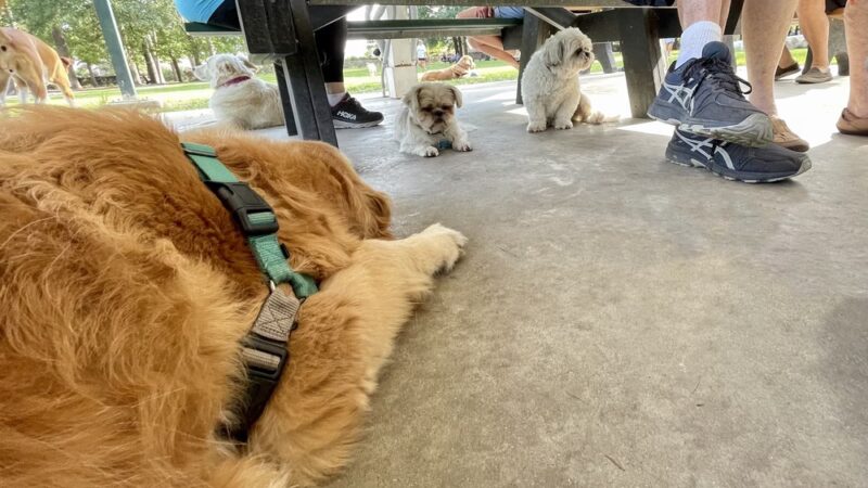 North Dog Park - Okatie, SC